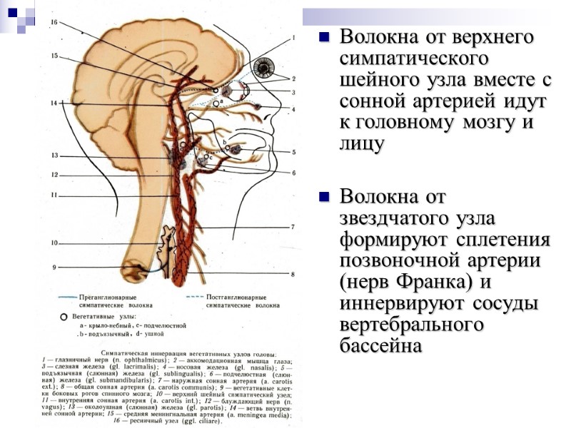 Волокна от верхнего симпатического шейного узла вместе с сонной артерией идут к головному мозгу